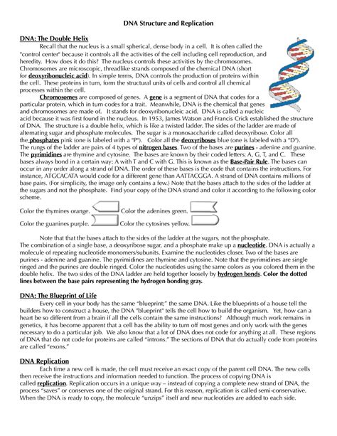 Dna Structure And Replication Worksheet Lecture Notes Genetics