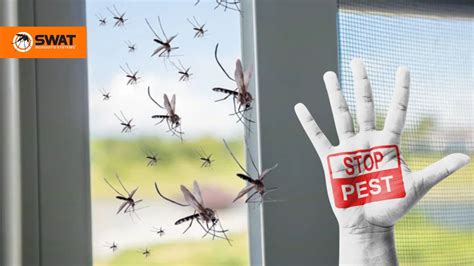 How To Get Rid Of Mosquitoes Inside Your Florida Home Swat Mosquito