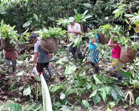 La Comunidad En El Choc Logra Sembrar M S De Un Mill N De Rboles