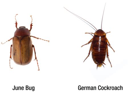 Bugs That Look Like Roaches A Guide For Identifying Roaches Pest