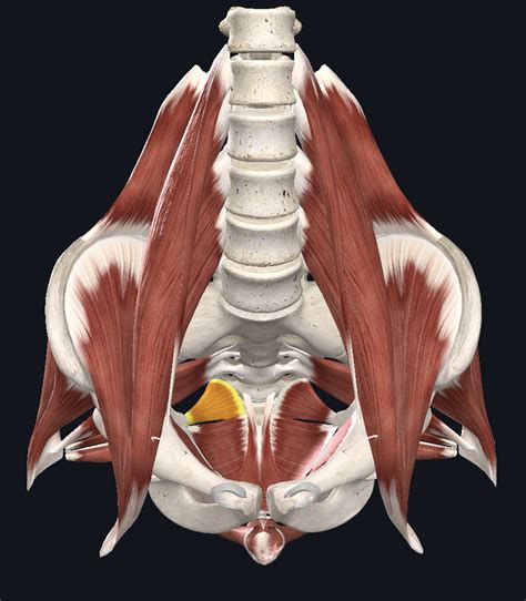 Muscle coccygien et ligament sacro épineux UE8 Spé Petit Bassin