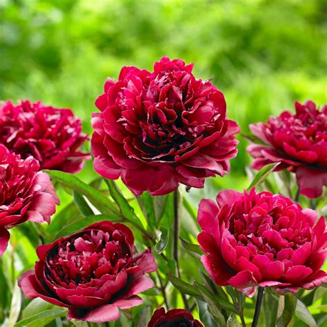 Burgundy Flowers For A Bold Perennial Garden Birds And Blooms