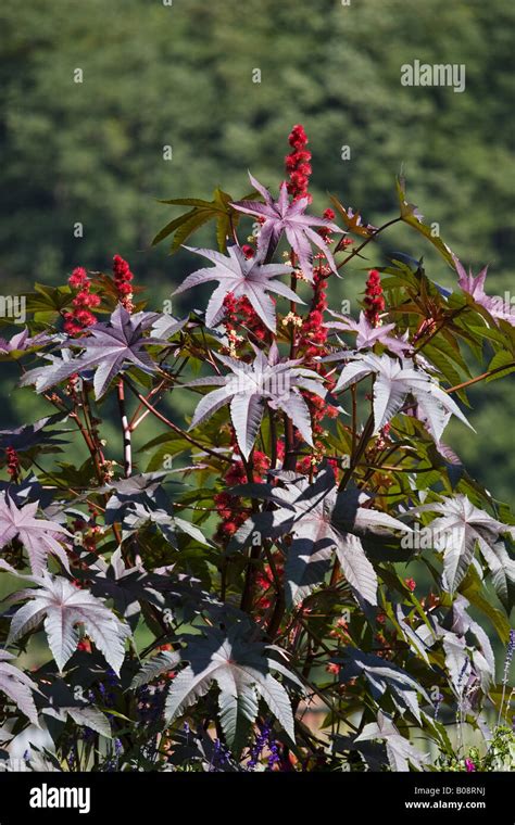 Wunderbaumes Ricin Castorpflanze Öl Rizinus Castorbean Ricinus