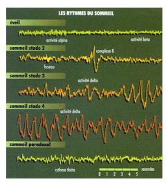 Les Rythmes Biologiques Cartes Quizlet