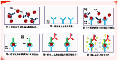 执业兽医网 牛羊 口蹄疫免疫抗体检测经典方法详述