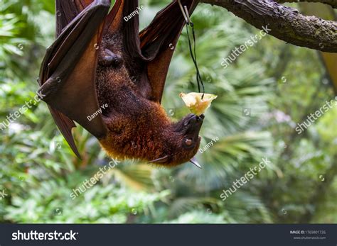 Malaysian Flying Fox As Pet