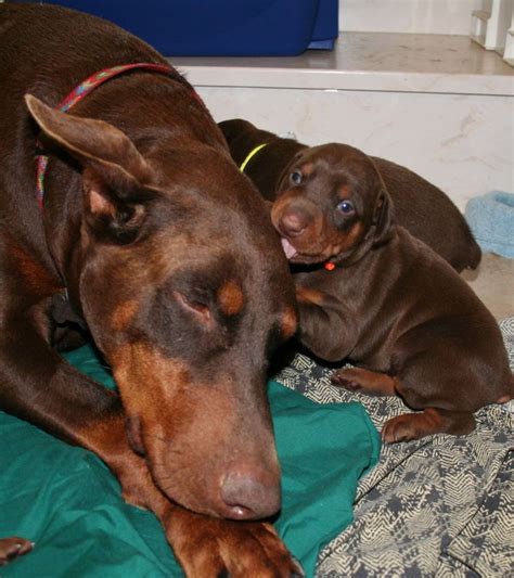 Garretts Dobermans Puppy Site Doberman Puppy Doberman Pinscher Dog