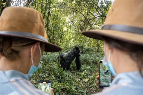 Gorilla Tracking In Rwanda East Africa Luxury Travel