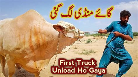 Cow Mandi Lag Gayi First Truck Unload Ho Gaya Cattle Market Update