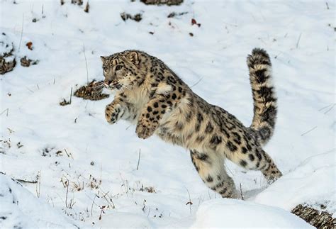 Leopardo De Las Nieves 10 Datos Curiosos Que Te Van A Sorprender Bioguia