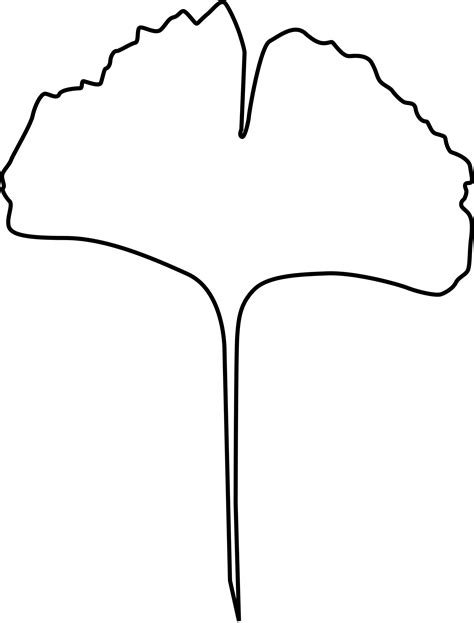 Clipart - Ginkgo leaf