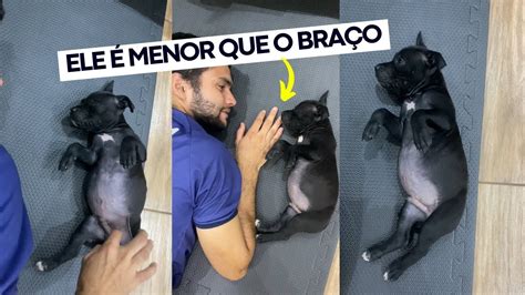 Fazendo Carinho Na Barriga De Um Cachorro Filhote Muito Fofo