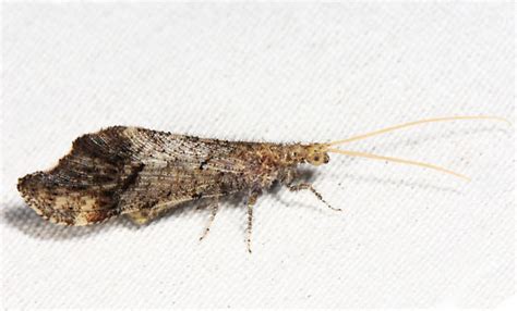 Beaded Lacewing Lomamyia Bugguidenet