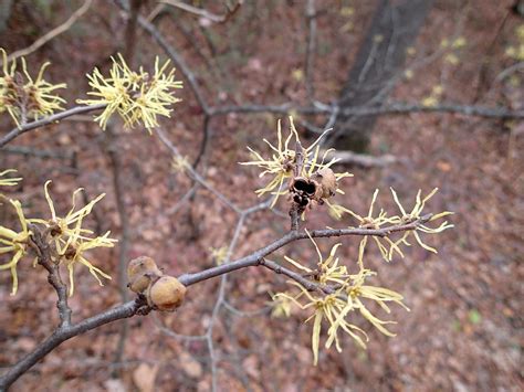 Witch Hazel In October Photograph By Robert Nickologianis Fine Art