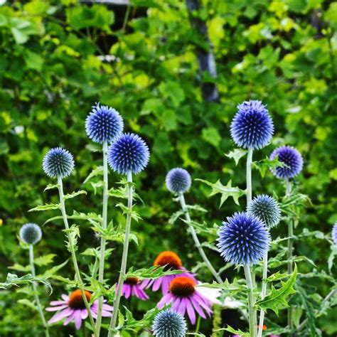 Blue Flowers | Blue Flower Plants | Fothergill's