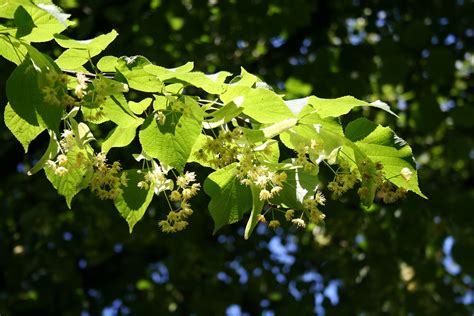 Greenspire Linden Tilia Cordata ‘greenspire Revolutionary Gardens