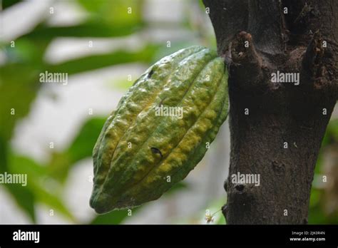 Real Cocoa Bean Hi Res Stock Photography And Images Alamy