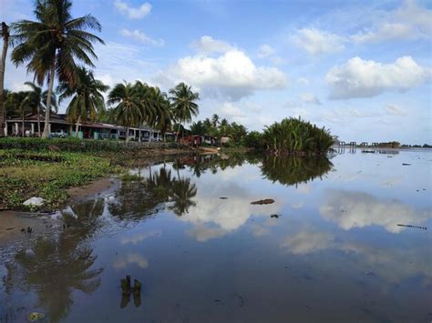 Premium Photo | A flooded river in the amazon