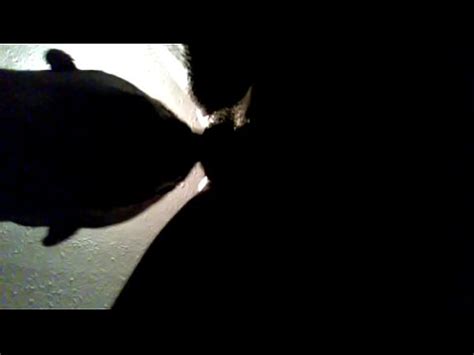 Licking And Eating My Bbw From Da Back XNXX