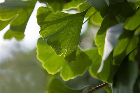 Arrière Plan De La Feuille De Ginkgo Avec Espace De Copie Rayons Du