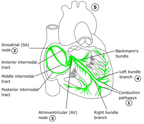 Basic Science And Anatomy Rcemlearning India