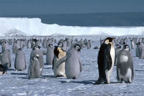 New Emperor Penguin Colonies Found In Antarctica