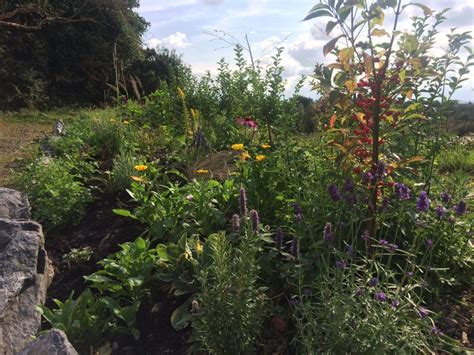 medicinal herb garden ayurvedic training centre natural health