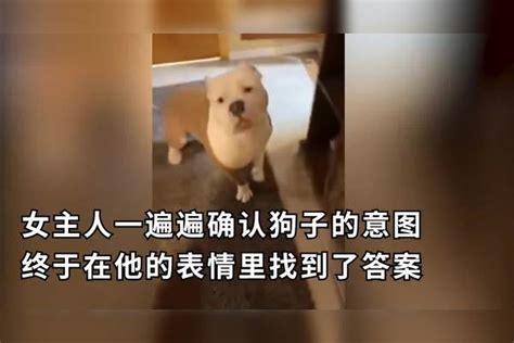 猛狗无语！狗狗使尽浑身解数暗示想吃饼干，最后被整烦了猛狗饼干狗狗