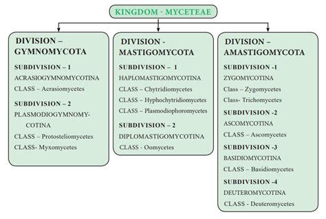 Classification of Fungi | Fungi, Classification, Prevention