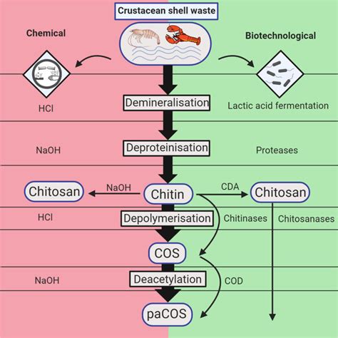 Chemical Structures Of Chitin And Chitosan A Chitin Is A