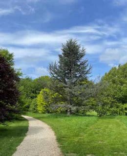 Introduction to Tree Identification: Native Trees - Castles Gardens