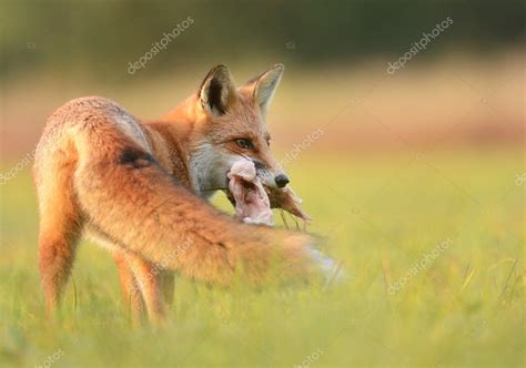 Fox eating meat — Stock Photo © kwasny222 #63656291