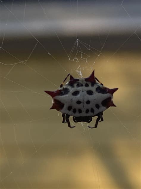 Spider outside my house looks like a snowman : r/insects