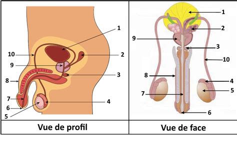 La Fonction Reproductrice Chez L Homme