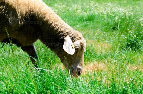 Sheep eating grass 23309192 Stock Photo at Vecteezy