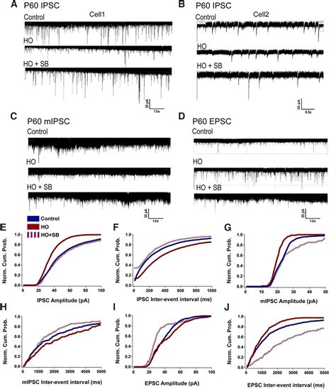 Oxidative Stress Induced Damage To The Developing Hippocampus Is