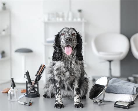 Mastering Dog Grooming Tips And Tricks From The Experts Roxys Dog Ranch