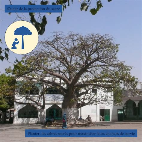 Gallery of Living in Dakar, A Study of Senegalese Housing & Future