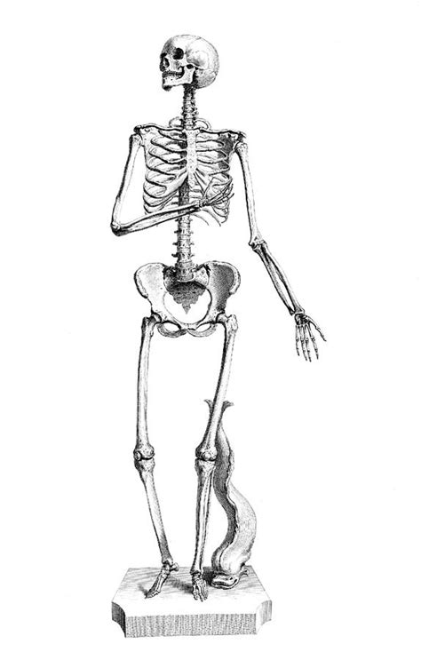 William Cheselden Osteographia 1733 Photograph By Science Source