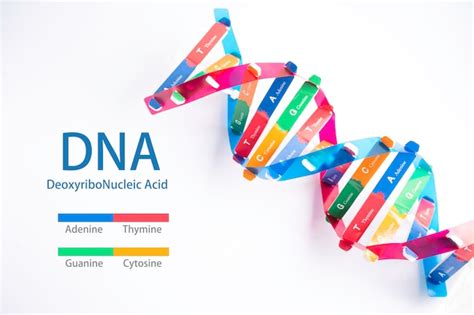 O Dna Ou Cido Desoxirribonucleico Uma Estrutura De Cadeias De Dupla