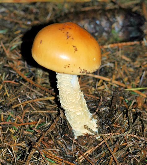 L Amanite Safran Amanita Crocea