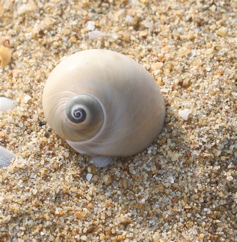 Bladder Moon Snail Coastal Biodiversity Of Chennai Inaturalist