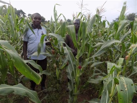 Drought tolerant maize varieties give farmers a lifeline – sciencenowMag