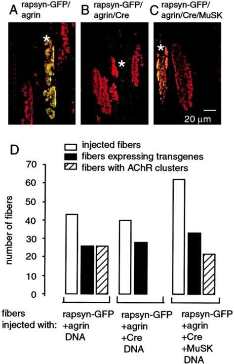 RapsynGFP Identifies Ectopically Induced AChR Clusters Single Muscle