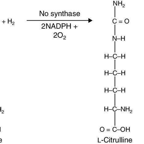 Generation of nitric oxide (NO) from L-arginine in the presence of ...