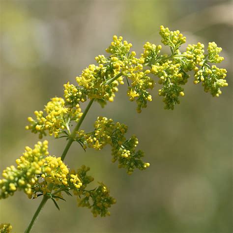 Lady’s Bedstraw (Galium Verum) – Wild Wales Seeds