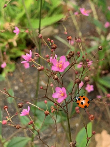 ハゼラン 道ばたの線香花火