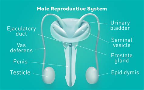 Repromed Understanding Your Fertility