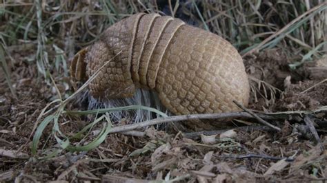 8 Facts You May Not Know About The Armadillo Shell - Nature's Shield!