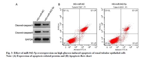 Study On Mechanism Of Long Non Coding Rna Ttty Targeting Microrna